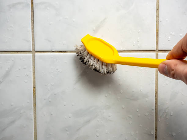 Best Mold Testing  in Holmes Beach, FL