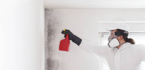 Home Mold Removal in Holmes Beach, FL