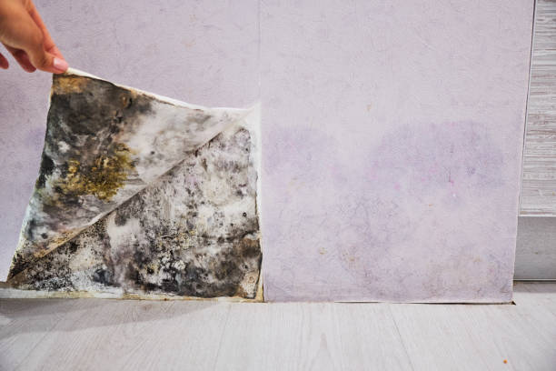 Best Professional Mold Removal  in Holmes Beach, FL